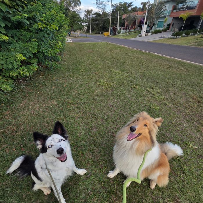 Pet cuidado pela Carol